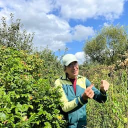 NU+ | Maisakker wordt levendig ecosysteem: dit voedselbos oogst succes