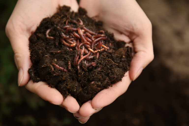 Woman holding worms with soil, closeup