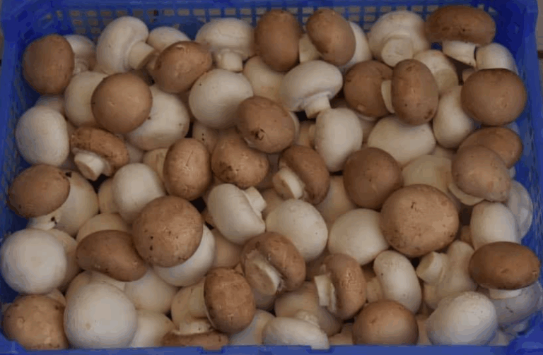 Schermafbeelding-2025-05-19-135135-3