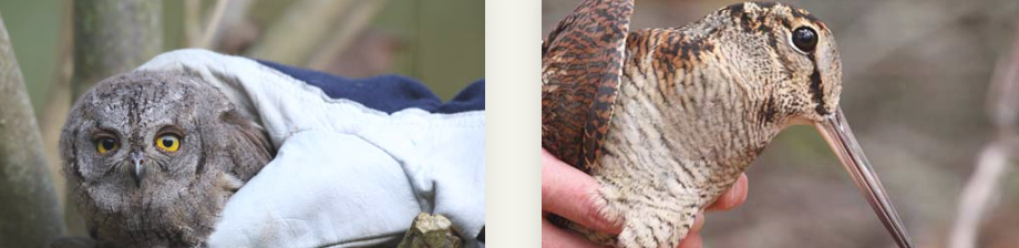 Vogelklas Karel Schot