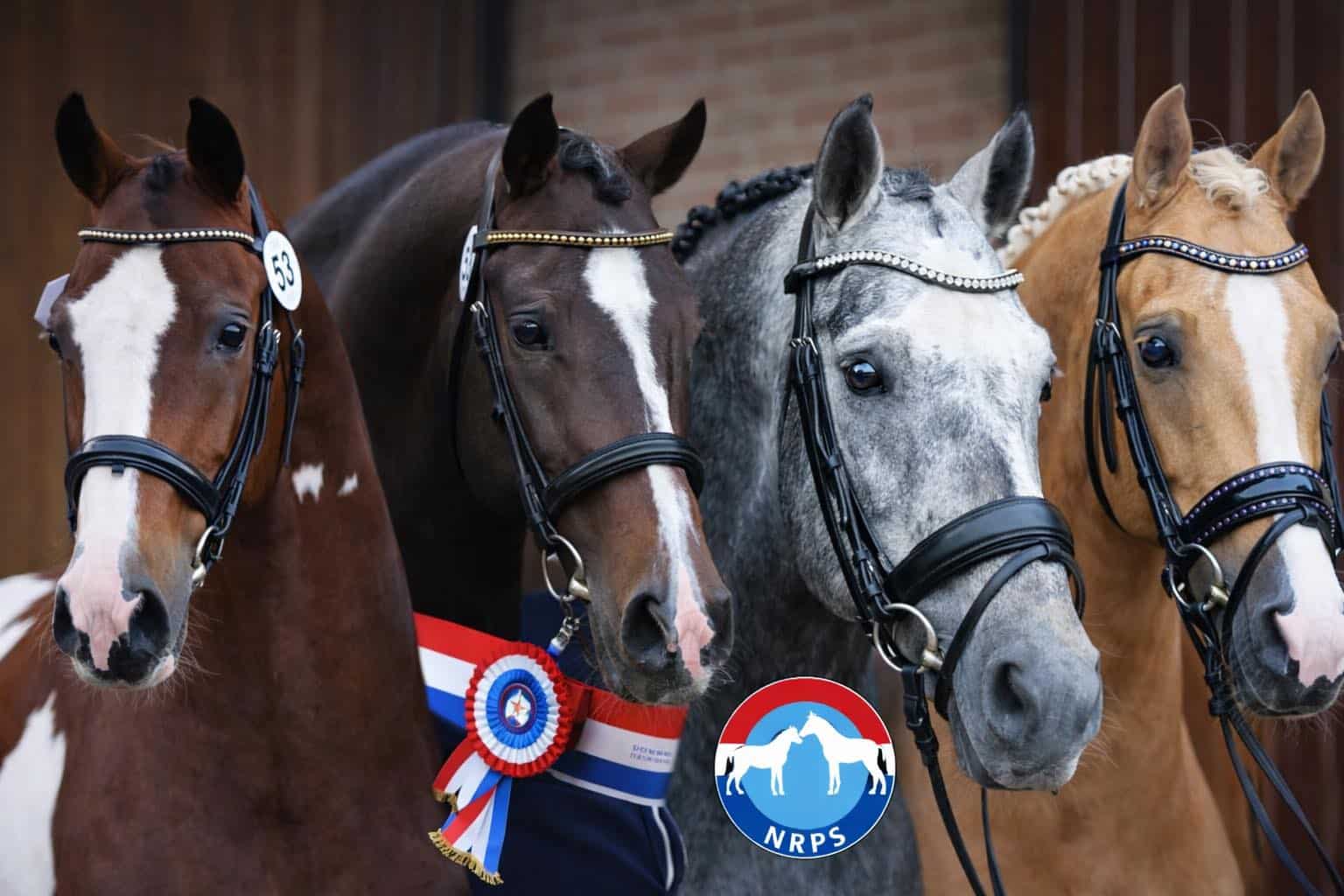 NRPS Nederlands Rijpaarden en Ponystamboek